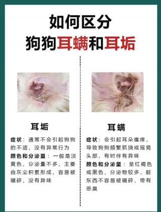狗狗得了耳螨怎么治疗？狗狗患耳螨怎么办（最新）