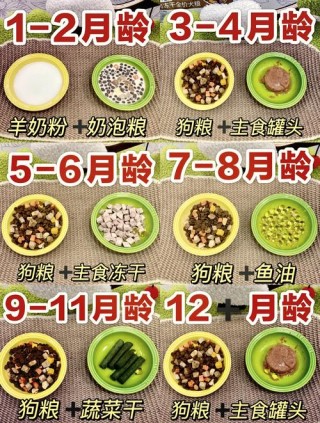 两个月的狗狗一天喂几次，两个月的狗狗一天喂几次正常？