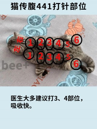 怎么给猫咪打针，（怎么给猫咪打针不疼）
