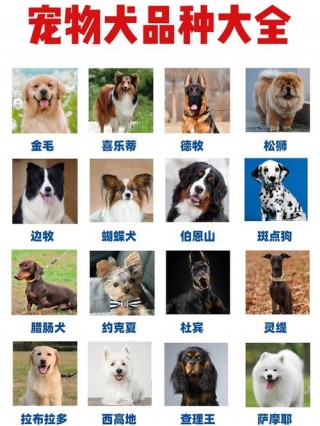 寓意好的狗狗名字大全，寓意兴旺的狗狗名字？