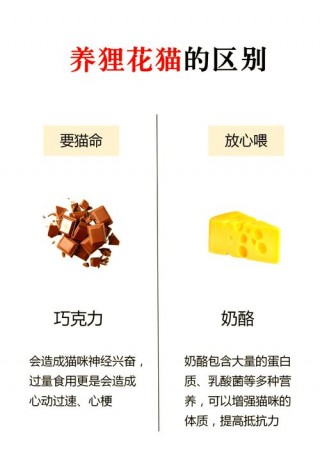 猫咪可以吃的食物，猫不能吃什么食物？