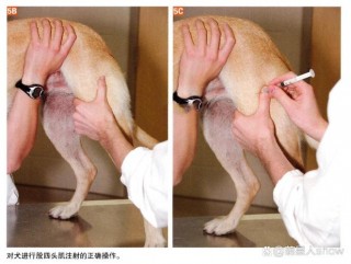狗狗打针在哪里打，（狗打针去什么地方）