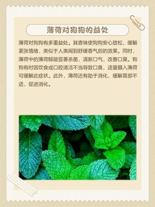 狗狗可以吃薄荷吗，小狗可以吃薄荷吗?？