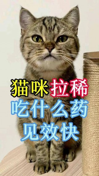 猫咪发情吃什么药，（猫咪发情吃什么药能让它静下来）