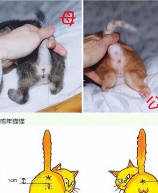 关于猫咪的生殖器官的信息