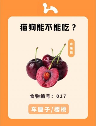 狗狗可以吃车厘子吗，狗狗可不可以吃车厘子？