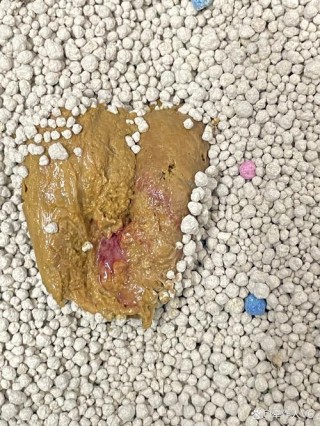 猫咪拉粑粑带血，猫咪拉粑粑带血是什么导致的？