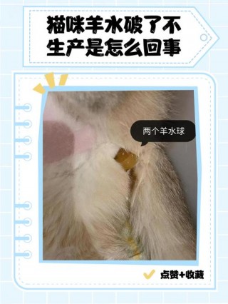 猫咪羊水什么颜色，猫羊水是黄色的吗？