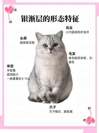 猫咪几个月成年，猫咪几个月成年可以怀孕？