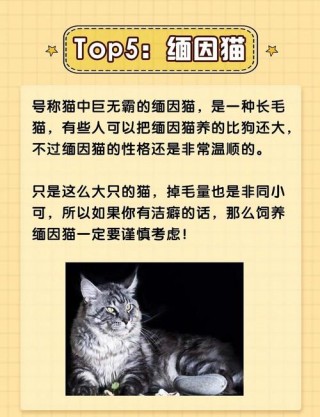 猫咪总是掉毛怎么办，（猫总是掉毛什么原因）