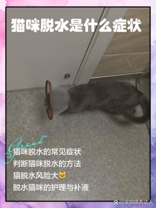 猫咪脱水的症状？猫咪脱水的症状图片（最新）