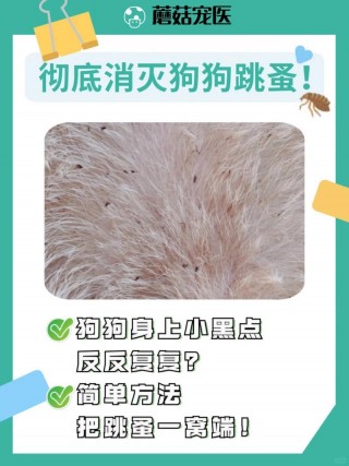 怎么给狗狗去跳蚤？怎么给狗狗去跳蚤最有效（最新）
