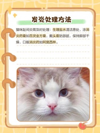 猫咪的脚肿了怎么办，（猫咪脚有点肿）