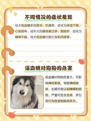 狗狗低血糖的症状？狗狗低血糖的症状或表现（最新）