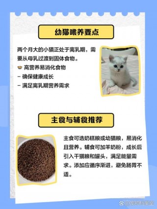 2个月大的猫咪吃什么，2个月的猫猫吃什么？