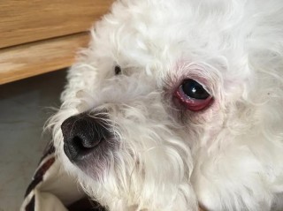 狗狗可以喝凉茶吗，狗狗可以喝凉茶吗为什么？