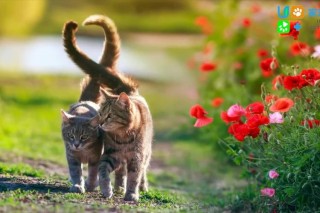 猫咪冬天发情吗？猫猫冬天发情吗（最新）