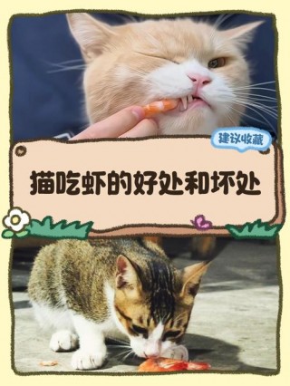 猫咪吃虾好不好，（猫吃虾对身体好不好）