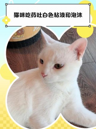 猫咪口吐白沫怎么办，家猫口吐白沫？