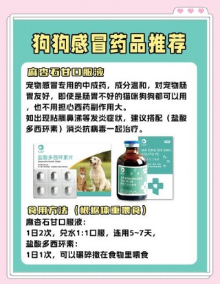 小狗狗感冒了吃什么药，小狗感冒到底该吃什么药？