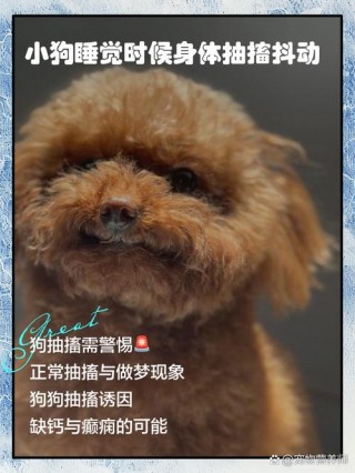 狗狗耳朵凉是怎么回事，狗的耳朵有点凉是怎么了？