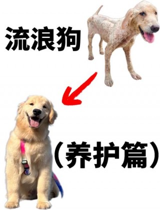 领养狗狗注意事项，（领养的狗狗有什么特别注意的吗）