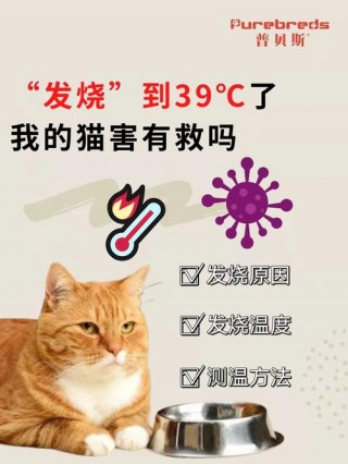 猫咪发烧什么症状？猫咪发烧什么症状?（最新）