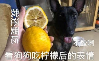 狗狗可以喝柠檬水吗，狗狗可以喝柠檬水没？