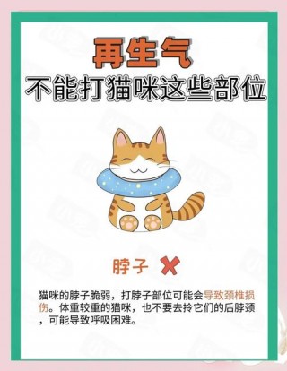 猫咪哪里不能打，（猫咪哪里不能打哪里能打）