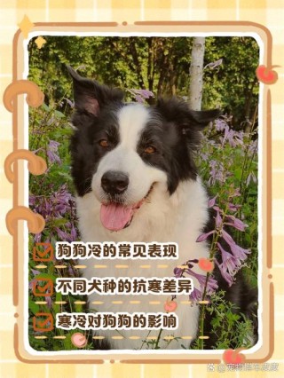 怎么判断狗狗是否冷，怎样知道狗狗冷？