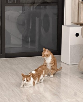 猫咪发情怎么处理？猫咪发情咋处理（最新）