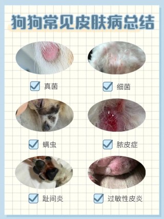 狗狗风湿的症状有哪些？狗狗风湿病可以治愈吗（最新）