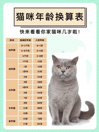 猫咪年龄怎么算，猫一岁等于几个月？