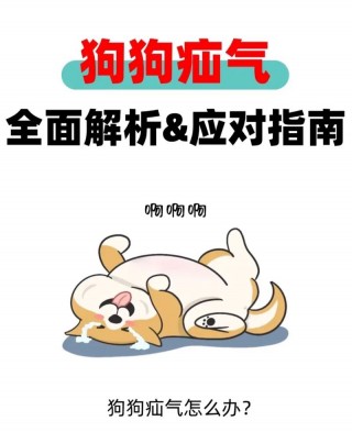 狗狗疝气一定要手术吗，疝气做手术需要多少钱？