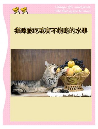 猫咪可以吃果冻吗，小猫咪可以吃果冻？