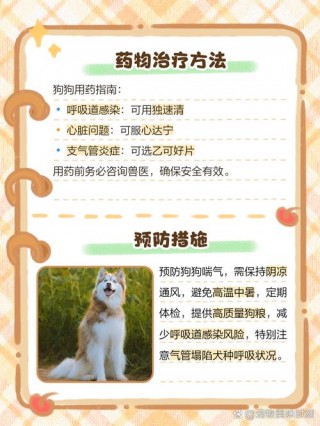 狗狗呼吸急促怎么办，（狗狗呼吸急促怎么回事）