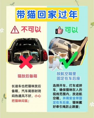 猫咪坐车注意事项，（猫咪坐车注意事项有哪些）