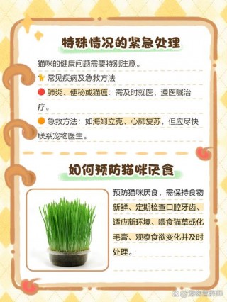 猫咪两天不吃东西？猫咪两天不吃东西会不会饿死（最新）