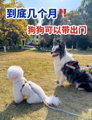 狗狗多大可以出门，狗狗多大可以出去玩？