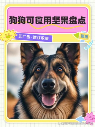 狗狗能吃巴旦木吗？狗能吃巴旦木仁吗（最新）