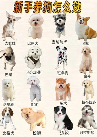 最温顺的狗狗排名榜，（最温顺的狗狗排名榜名字）