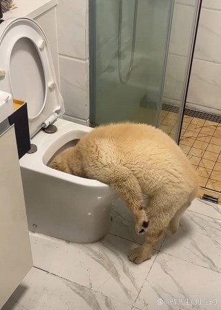 狗狗呕吐可以喝水吗，狗狗呕吐能不能喝水？