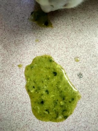 猫咪拉绿色的水，猫咪拉绿色的水便？