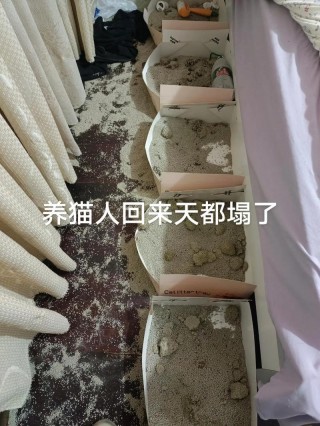 猫咪自己在家能呆几天？猫咪自己在家能呆10天吗?（最新）