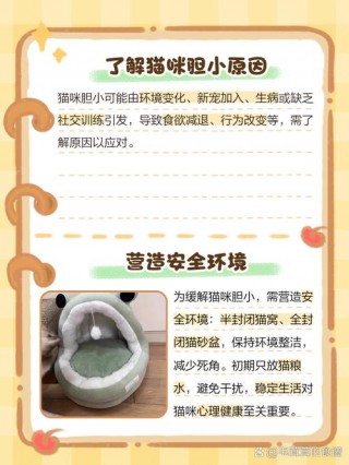 猫咪胆子小怎么办？猫咪胆子小好不好（最新）