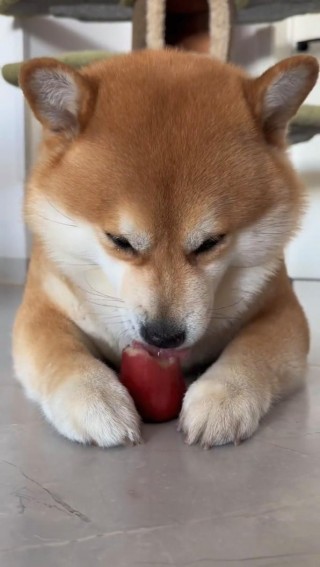 狗狗能吃莲雾吗，（狗狗能不能吃莲雾）