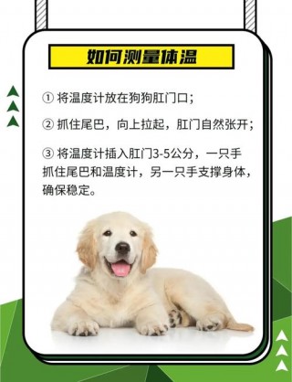 怎么给狗狗测体温，狗狗发烧摸哪里才知道？