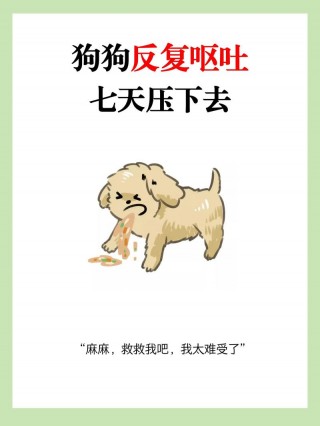 狗狗能喝米汤吗，狗狗能不能吃米汤？