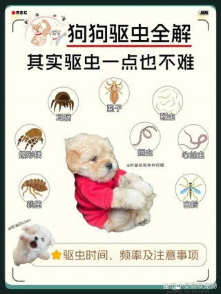 狗狗肚子有蛔虫的症状，（狗狗肚子里有蛔虫的表现）