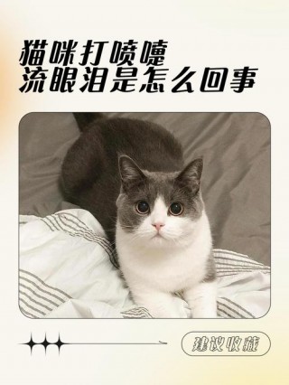 猫咪一直打喷嚏怎么回事，（猫咪一直打喷嚏怎么回事儿）
